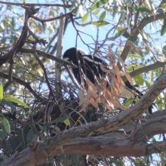 Gymnorhina tibicen at Deakin, ACT - 1 Oct 2020