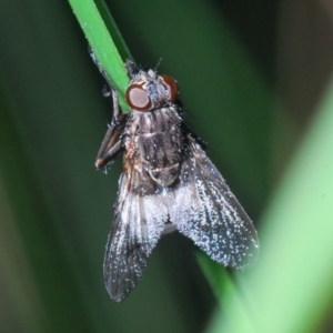 Entomophthora sp. (genus) at Bruce, ACT - 27 Sep 2020