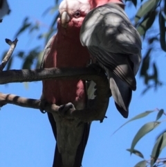 Eolophus roseicapilla (Galah) at Hughes, ACT - 1 Oct 2020 by JackyF