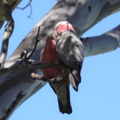 Eolophus roseicapilla at Hughes, ACT - 1 Oct 2020