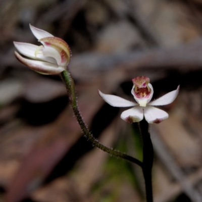 Caladenia sp. (A Caladenia) at Kaleen, ACT - 30 Sep 2020 by DPRees125