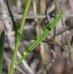 Linaria pelisseriana at O'Connor, ACT - 1 Oct 2020