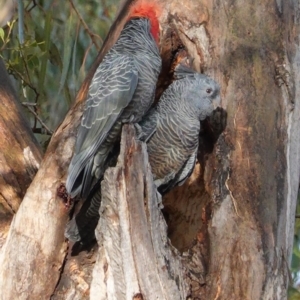 Callocephalon fimbriatum at Hughes, ACT - suppressed