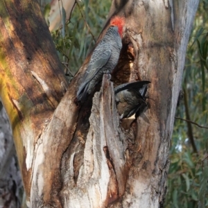 Callocephalon fimbriatum at Hughes, ACT - suppressed