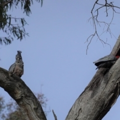 Callocephalon fimbriatum at Hughes, ACT - suppressed