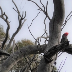 Callocephalon fimbriatum at Hughes, ACT - suppressed