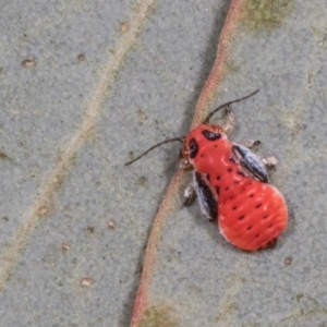 Hyalinaspis pallidinota at Melba, ACT - 29 Sep 2020