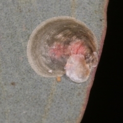 Hyalinaspis pallidinota at Melba, ACT - 29 Sep 2020