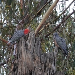 Callocephalon fimbriatum at Hughes, ACT - suppressed