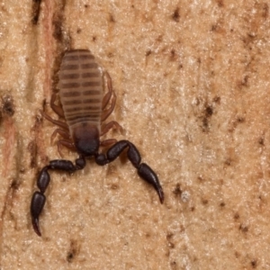 Conicochernes sp. (genus) at Melba, ACT - 29 Sep 2020