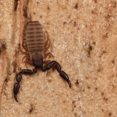 Conicochernes sp. (genus) (Chernetid Pseudoscorpion) at Melba, ACT - 29 Sep 2020 by kasiaaus