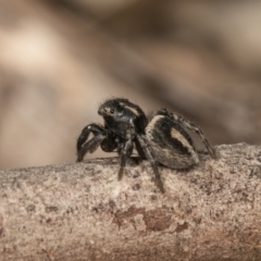 Salpesia (genus) (Salpesia Jumping Spider) at Dryandra St Woodland - 28 Sep 2020 by kasiaaus