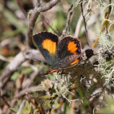 Paralucia aurifera (Bright Copper) at Mongarlowe, NSW - 1 Oct 2020 by LisaH