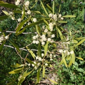 Acacia melanoxylon at Red Hill, ACT - 21 Sep 2020 11:35 AM