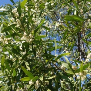 Acacia melanoxylon at Red Hill, ACT - 21 Sep 2020