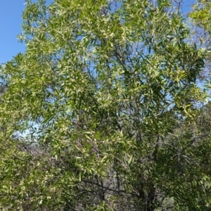 Acacia melanoxylon at Red Hill, ACT - 21 Sep 2020 11:35 AM