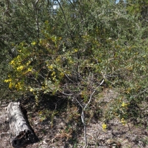 Acacia buxifolia subsp. buxifolia at Red Hill, ACT - 21 Sep 2020