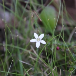 Rhytidosporum procumbens at Mongarlowe, NSW - 1 Oct 2020