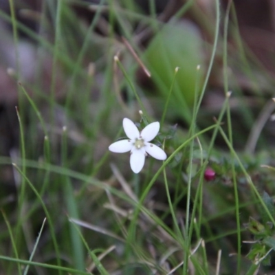 Rhytidosporum procumbens (White Marianth) at Mongarlowe, NSW - 1 Oct 2020 by LisaH