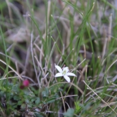 Rhytidosporum procumbens at Mongarlowe, NSW - 1 Oct 2020