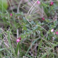 Rhytidosporum procumbens at Mongarlowe, NSW - 1 Oct 2020