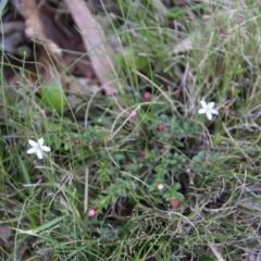 Rhytidosporum procumbens at Mongarlowe, NSW - 1 Oct 2020