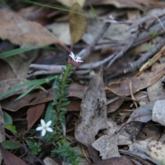 Rhytidosporum procumbens at Mongarlowe, NSW - 1 Oct 2020