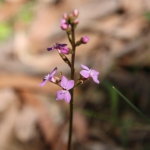 Stylidium sp. at Mongarlowe, NSW - suppressed