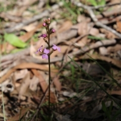 Stylidium sp. at Mongarlowe, NSW - 1 Oct 2020