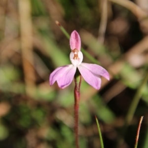 Caladenia fuscata at Mongarlowe, NSW - suppressed