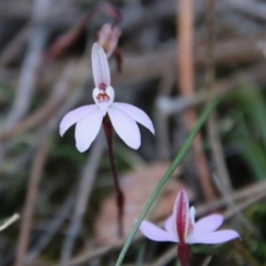 Caladenia fuscata at Mongarlowe, NSW - suppressed