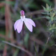 Caladenia fuscata at Mongarlowe, NSW - suppressed