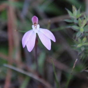 Caladenia fuscata at Mongarlowe, NSW - suppressed