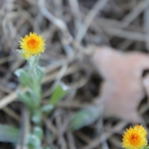 Chrysocephalum apiculatum at Mongarlowe, NSW - suppressed