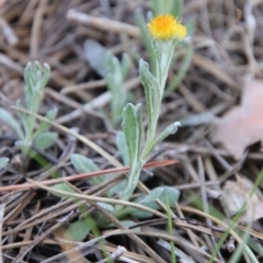 Chrysocephalum apiculatum at Mongarlowe, NSW - suppressed