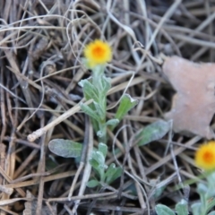 Chrysocephalum apiculatum at Mongarlowe, NSW - suppressed