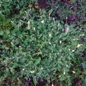 Oxalis sp. at Hughes, ACT - 22 Sep 2020