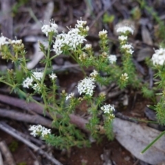 Asperula conferta (Common Woodruff) at Federal Golf Course - 22 Sep 2020 by JackyF