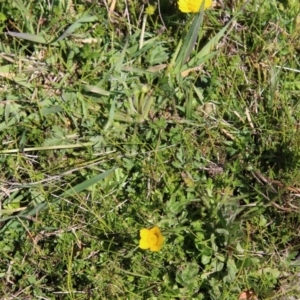 Ranunculus sp. at Mongarlowe, NSW - 1 Oct 2020