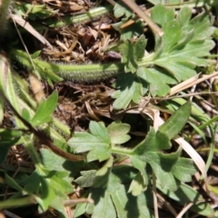 Ranunculus sp. at Mongarlowe, NSW - 1 Oct 2020