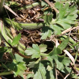 Ranunculus sp. at Mongarlowe, NSW - 1 Oct 2020