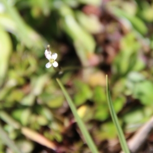 Cardamine sp. at Mongarlowe, NSW - 1 Oct 2020