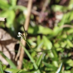 Cardamine sp. at Mongarlowe, NSW - 1 Oct 2020