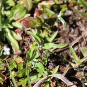 Cardamine sp. at Mongarlowe, NSW - 1 Oct 2020