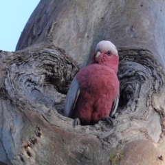 Eolophus roseicapilla (Galah) at Red Hill, ACT - 22 Sep 2020 by JackyF