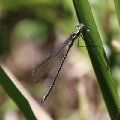 Austroargiolestes icteromelas (Common Flatwing) at Mongarlowe, NSW - 1 Oct 2020 by LisaH