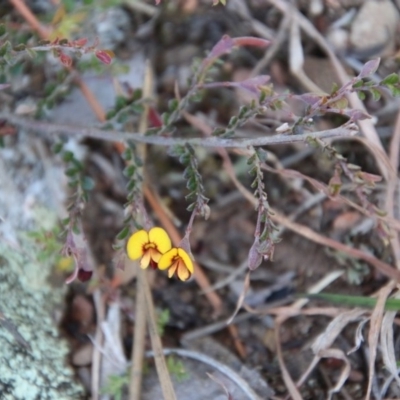 Bossiaea buxifolia (Matted Bossiaea) at Mongarlowe River - 1 Oct 2020 by LisaH