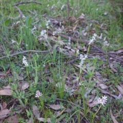 Wurmbea dioica subsp. dioica (Early Nancy) at Red Hill, ACT - 22 Sep 2020 by JackyF