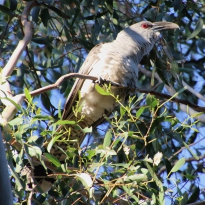 Scythrops novaehollandiae (Channel-billed Cuckoo) at Mongarlowe River - 1 Oct 2020 by LisaH