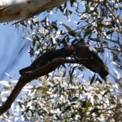 Callocephalon fimbriatum (Gang-gang Cockatoo) at Mongarlowe, NSW - 1 Oct 2020 by LisaH